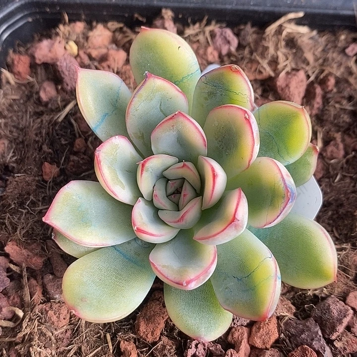 荷花锦多肉植物多肉