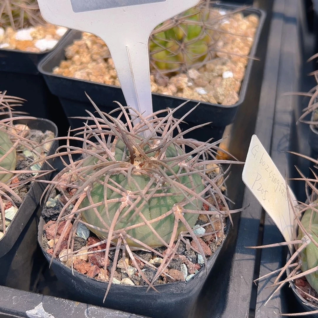 D***g7137专拍专拍实生仙人球