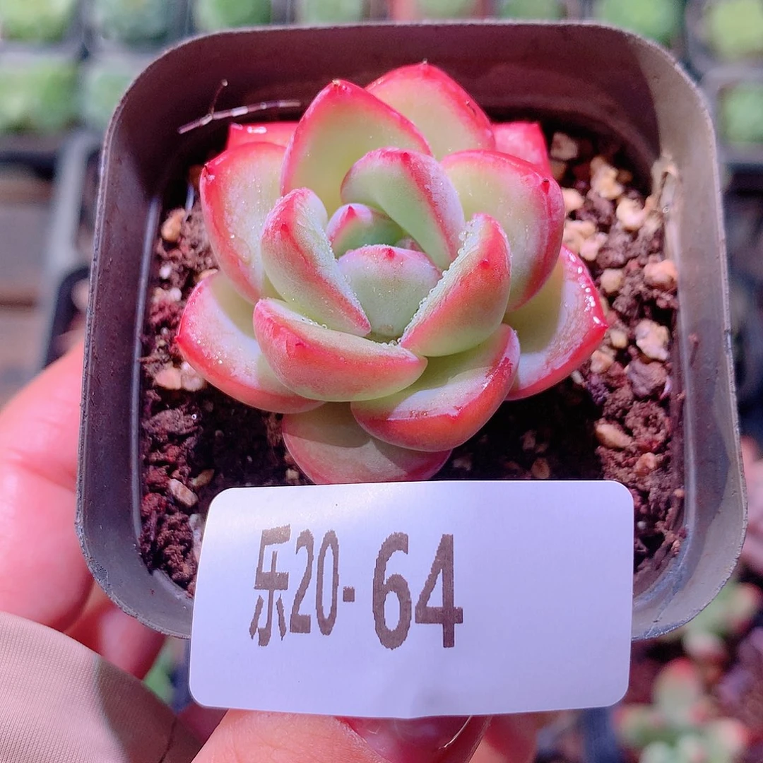 乐然20-64 草莓泡芙