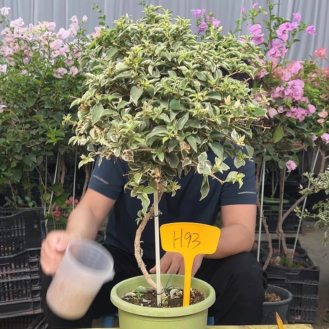 心***情当前无花栽培后可以开花H93少女心