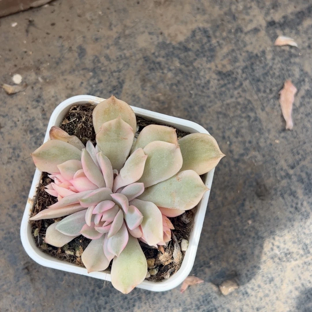 一****生粉蝶底座多肉植物