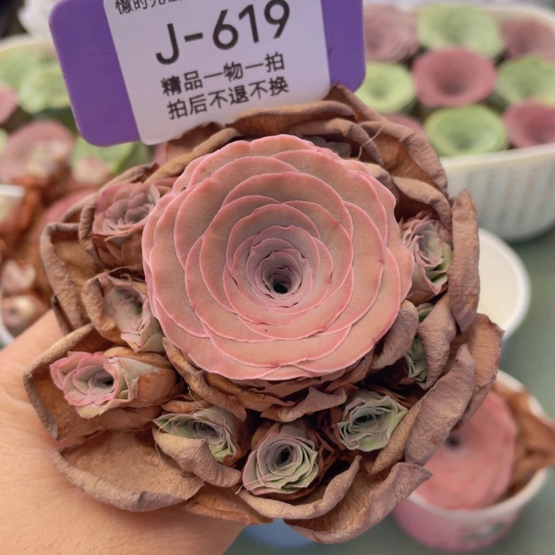 山地玫瑰J619断枝不包损不售后