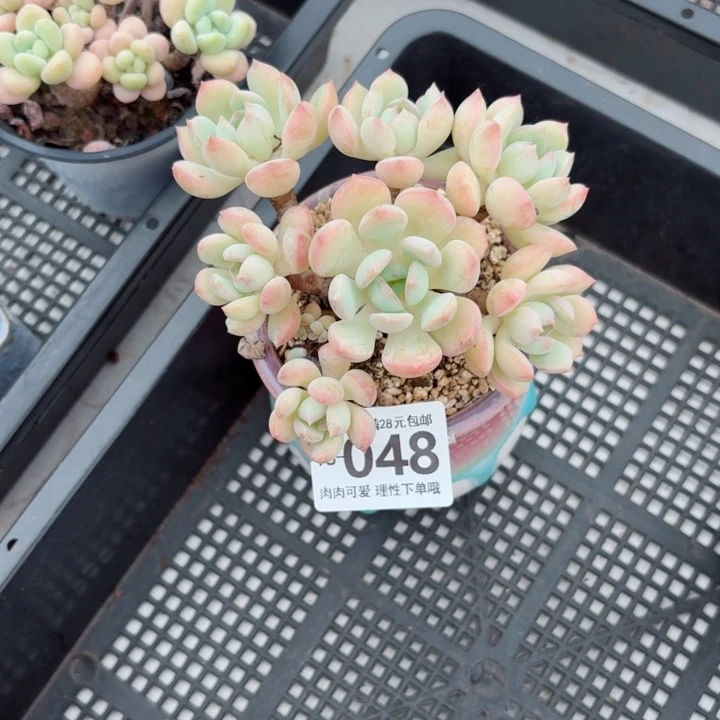 蜜桃格林多肉多肉无盆土发货多