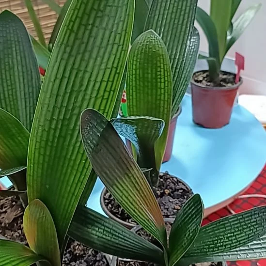 当前无花栽培后可以开花4颗