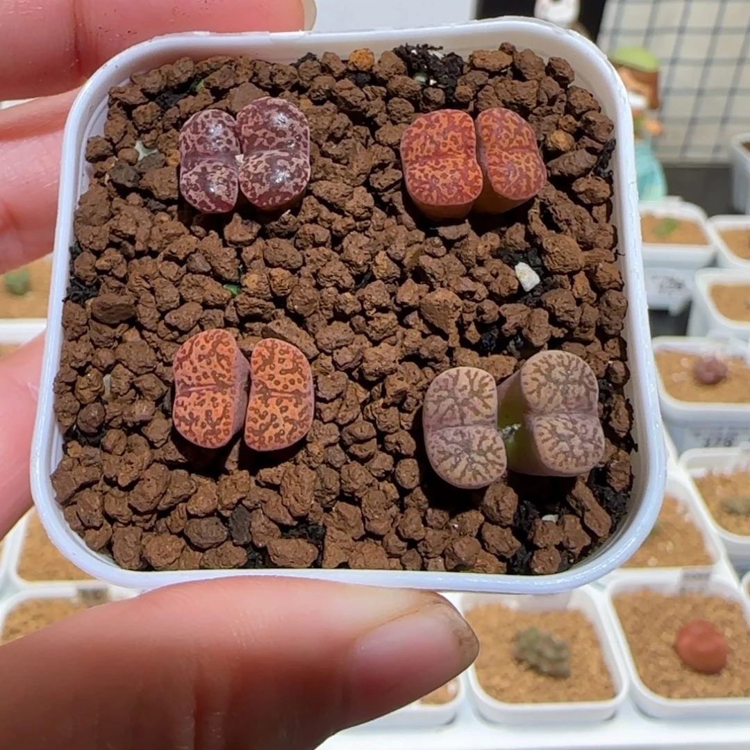 肉锥多肉植物组合-福利一盆453