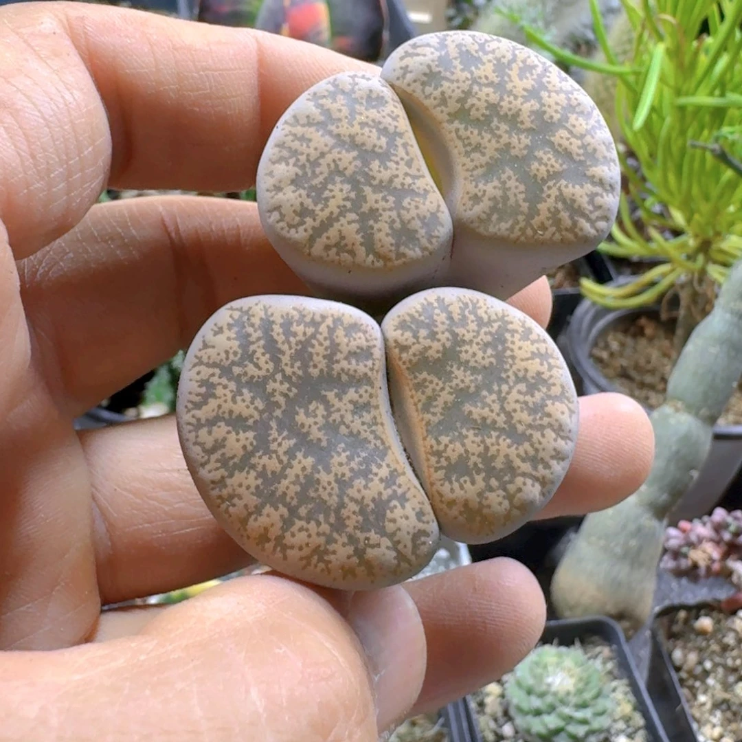 770一箭之遥脱土发货