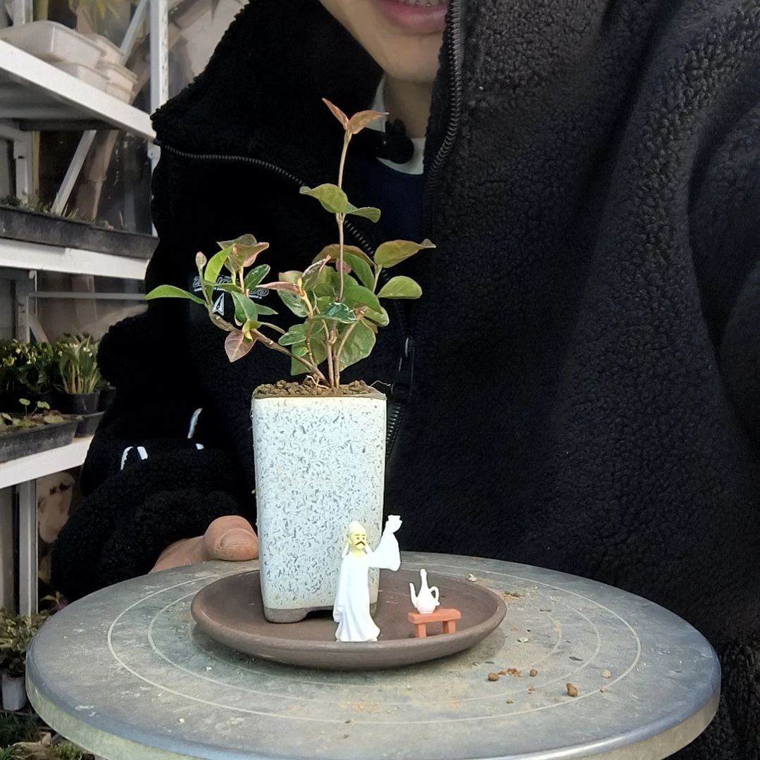 ?****?小盆景小植物一物一拍233