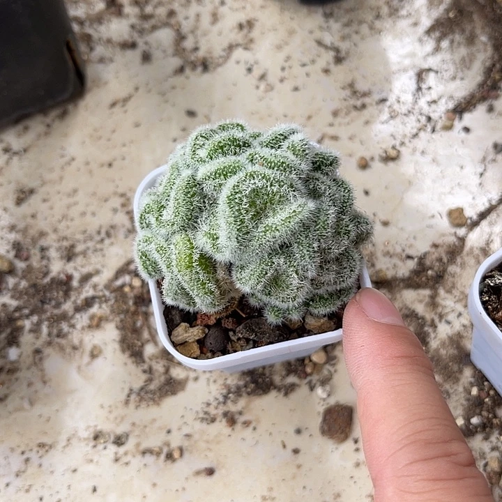 无花朵白沙女王缀化