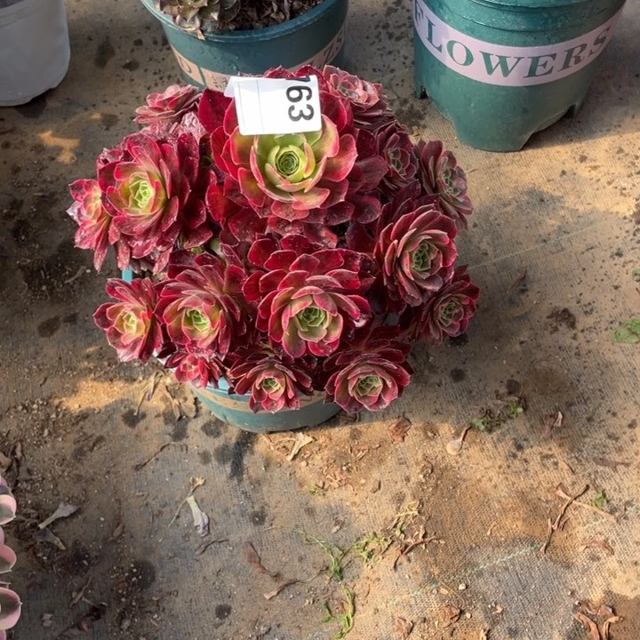 多肉火烧云法师763