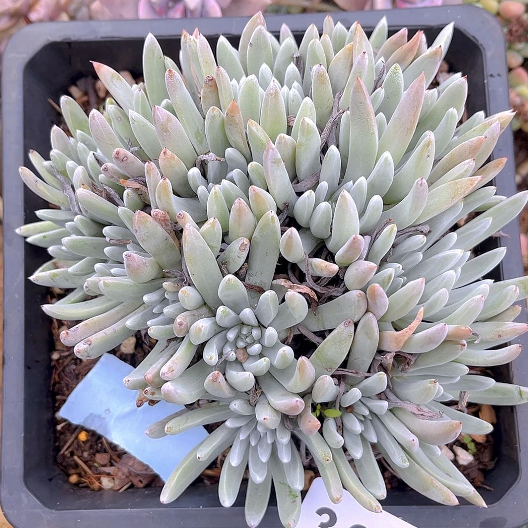 法瑞杂老桩多头群生3337