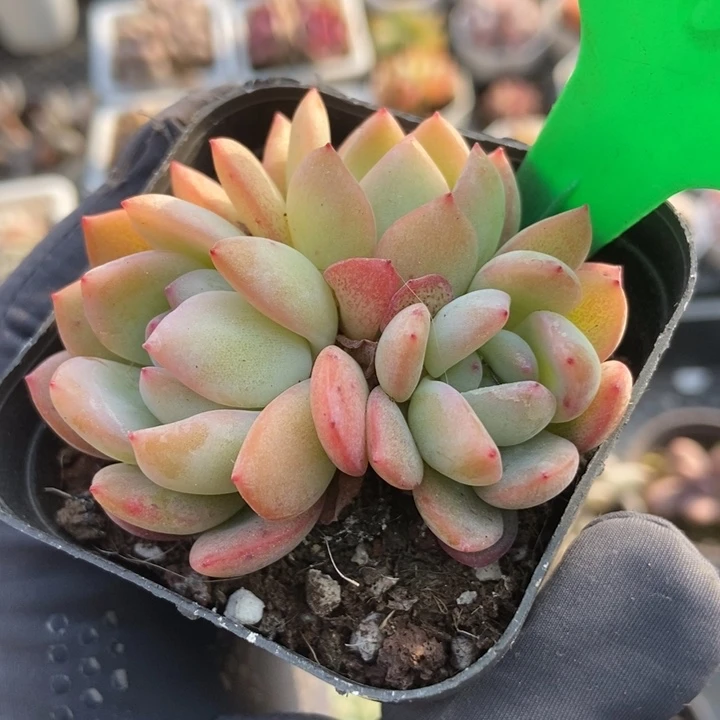 1661全明星多肉植物保护