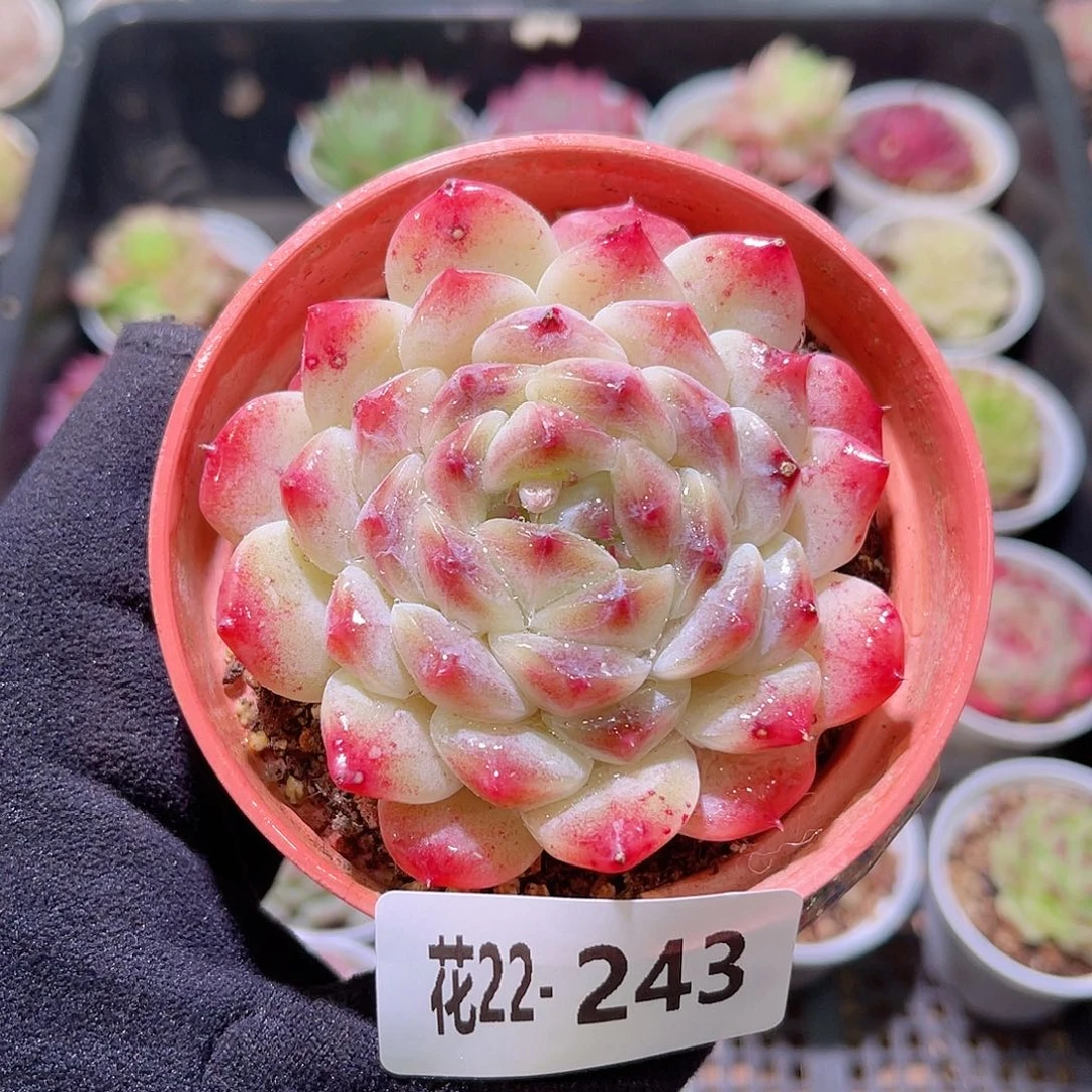 花利美22-243秘境冰魄