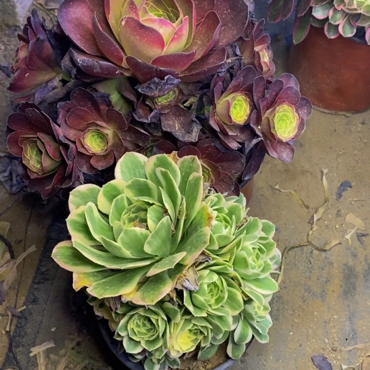 两盆多肉断头不包072