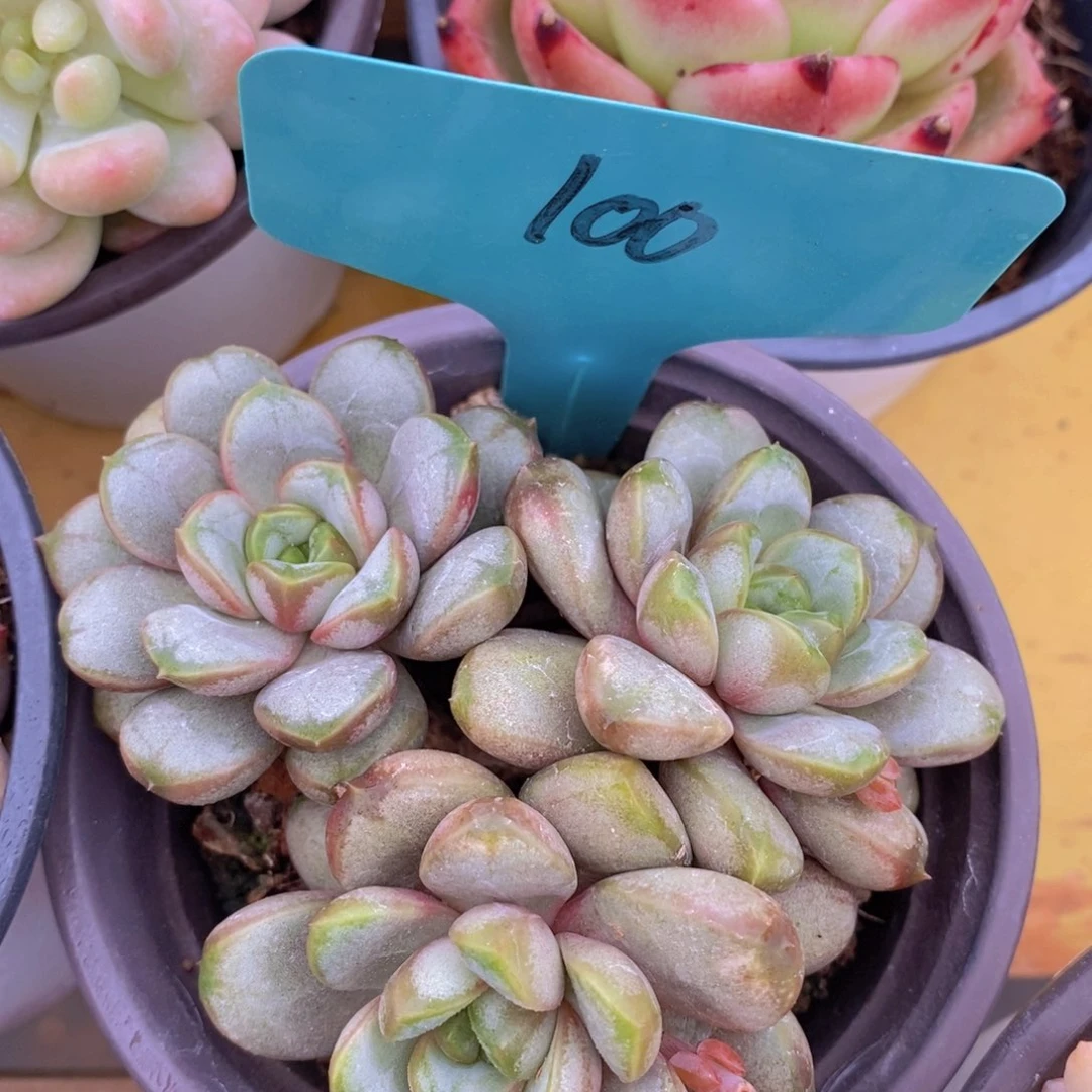 开心多肉，一物一拍，专场2