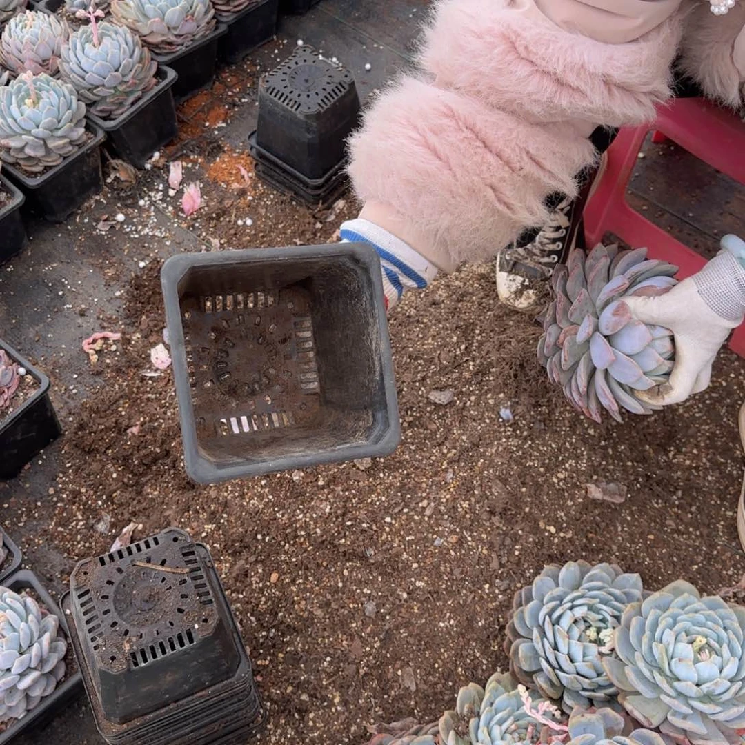 20个盆花小技巧让宝宝