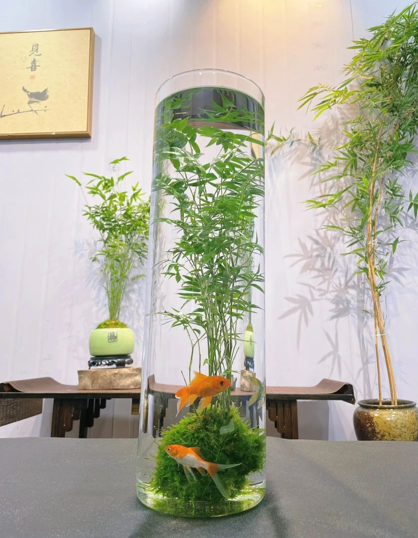 水培翡翠观音竹鱼缸带根苔藓球植物室内禅意盆栽凤尾竹观音竹竹子