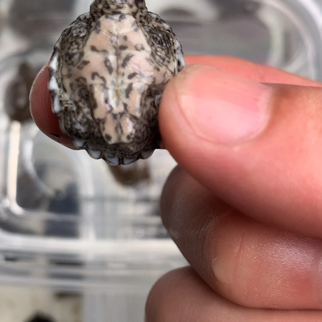 李***宠物龟母剃刀身高几皮刀