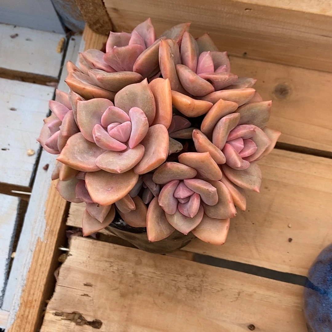 【闪购商品】草****根彩虹糖