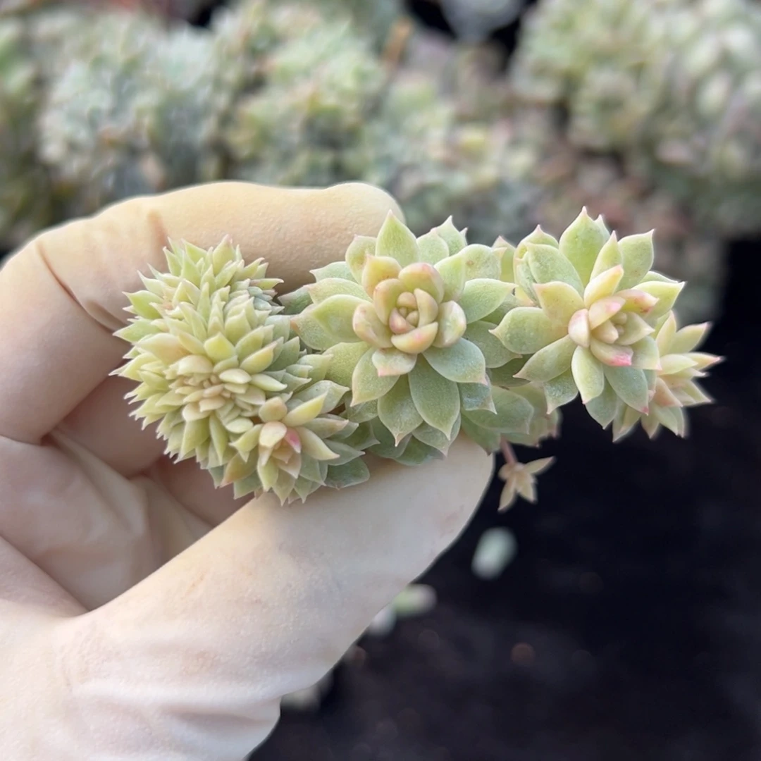 新年快乐 新年快乐