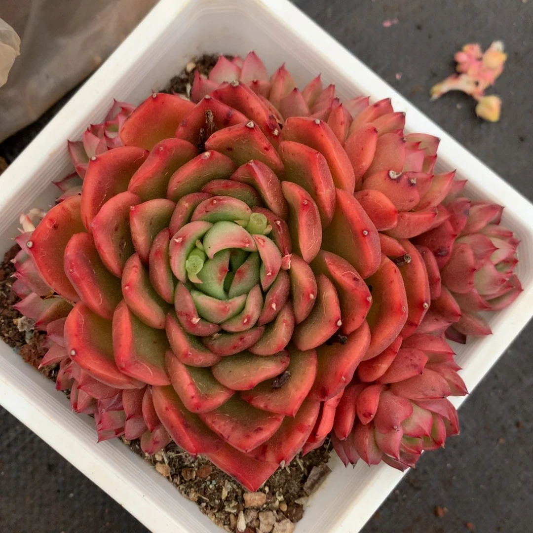 6361杂交精品基地13厘米