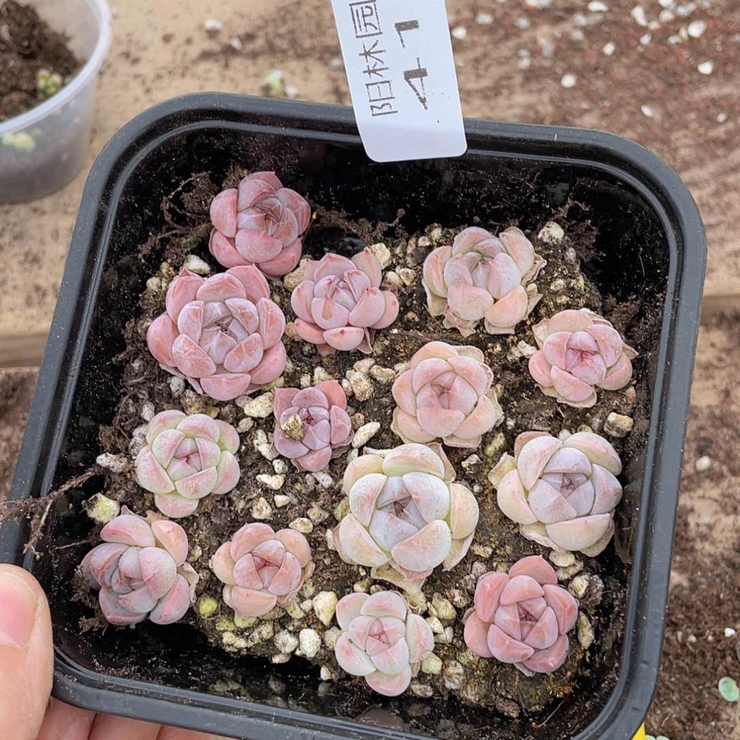 多肉植物多肉植物416