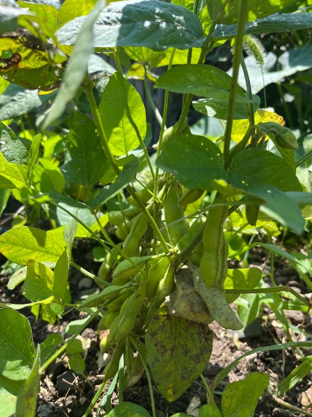 农户新鲜自然生长毛豆