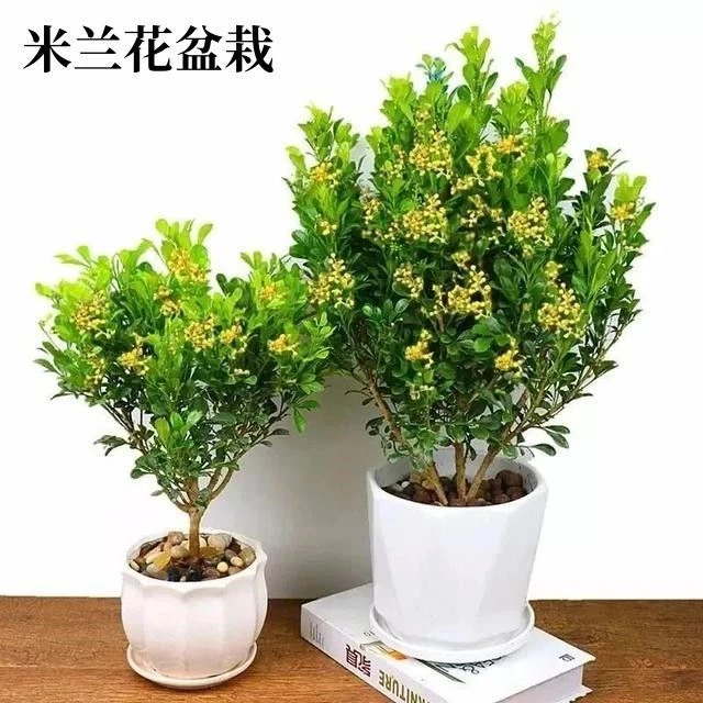 香水米兰树苗盆栽花苗老桩四季开花浓香型室外室内阳台庭院好养活