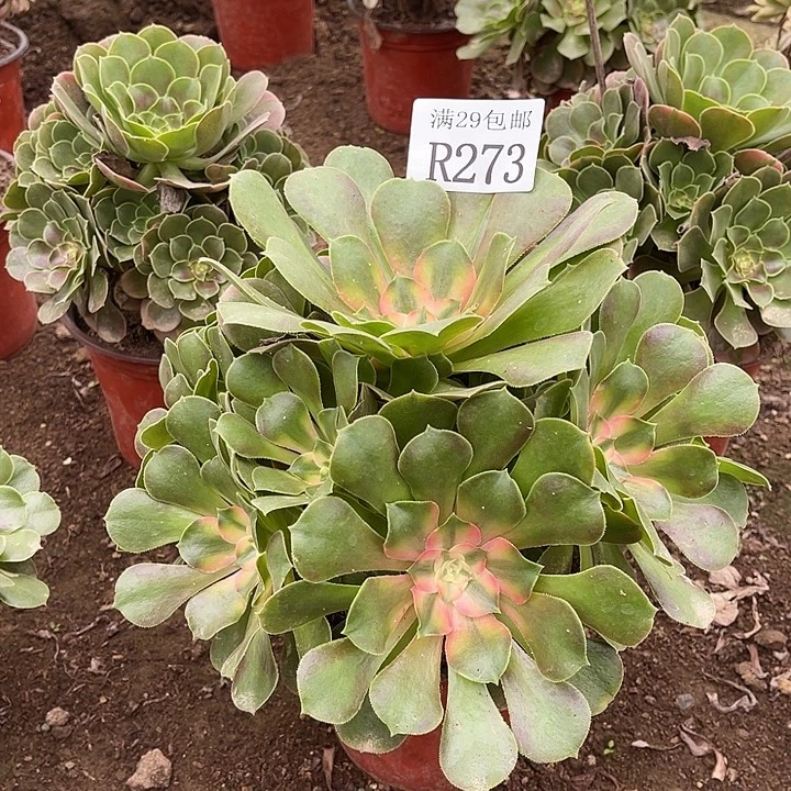 273香妃多肉植物