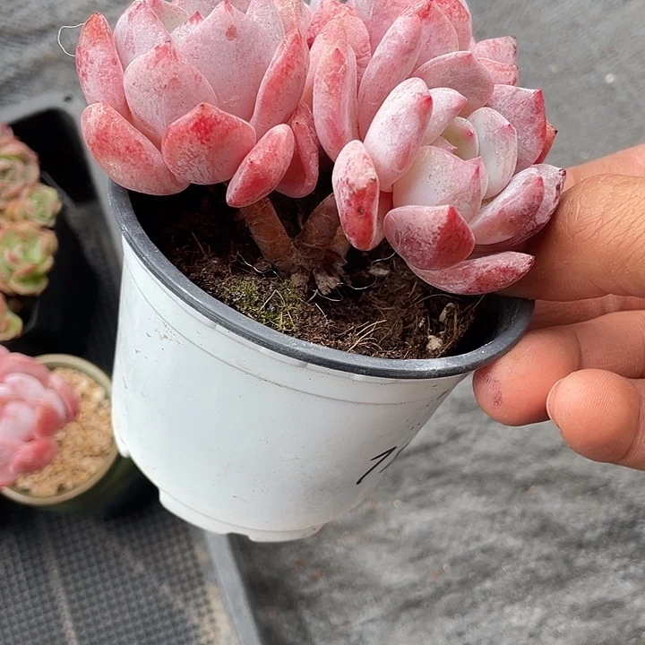 山***8橙梦露三头小老桩带盆