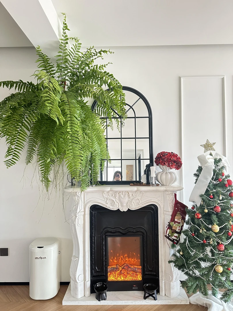 霸王蕨超大悬挂波士顿大盆长叶垂吊肾蕨客厅室内盆栽雨林绿植蕨类