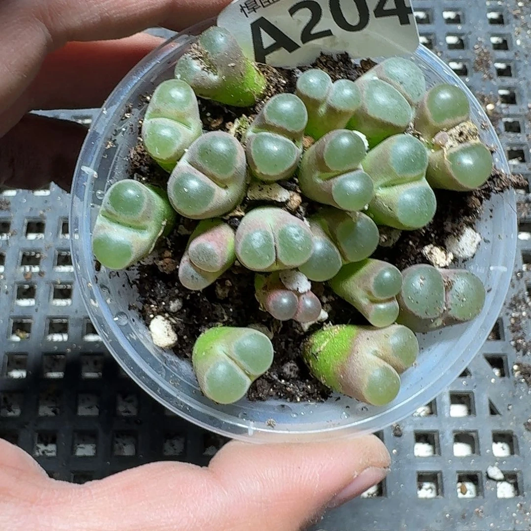 204 多肉植物多肉植物