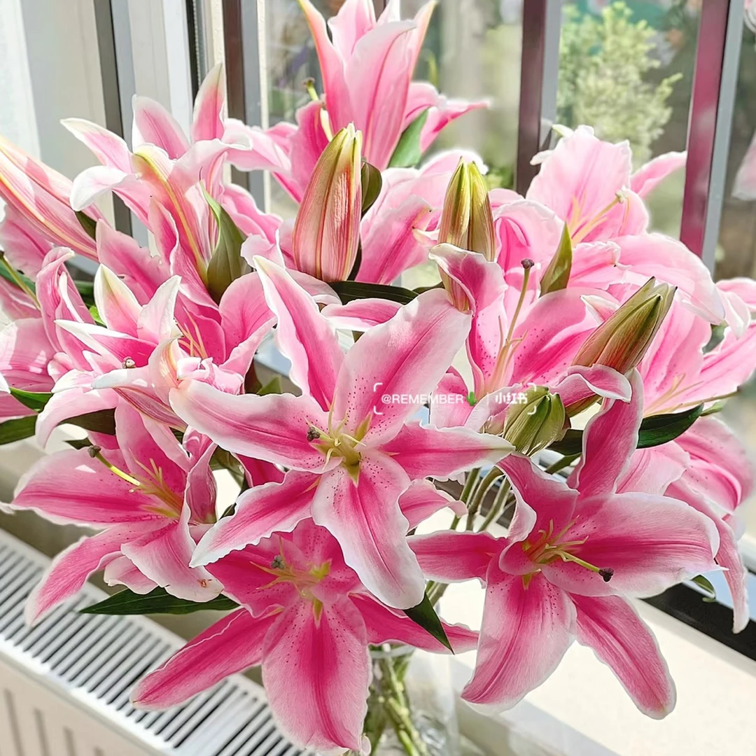 5号马龙百合多头，我要买我不售后