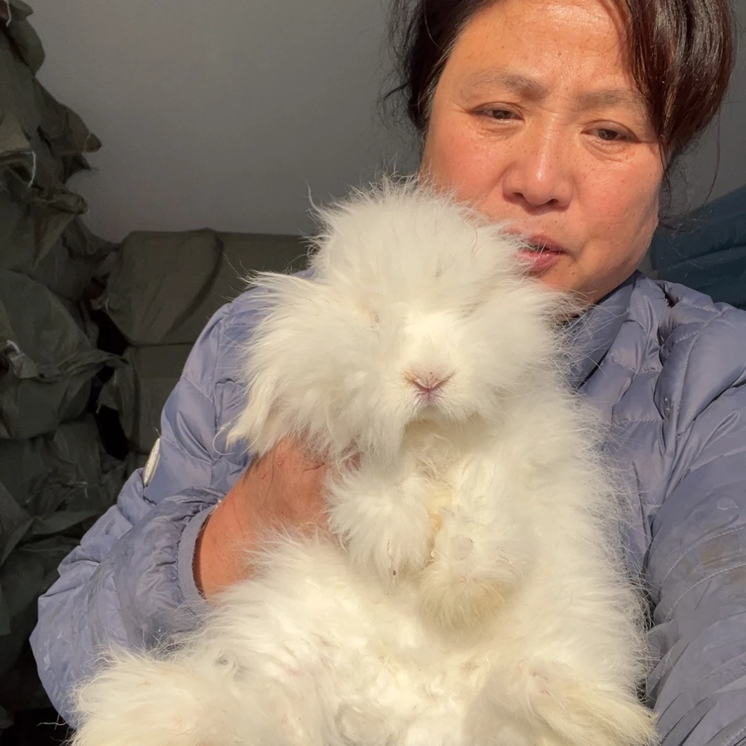 双血统英系安哥拉兔