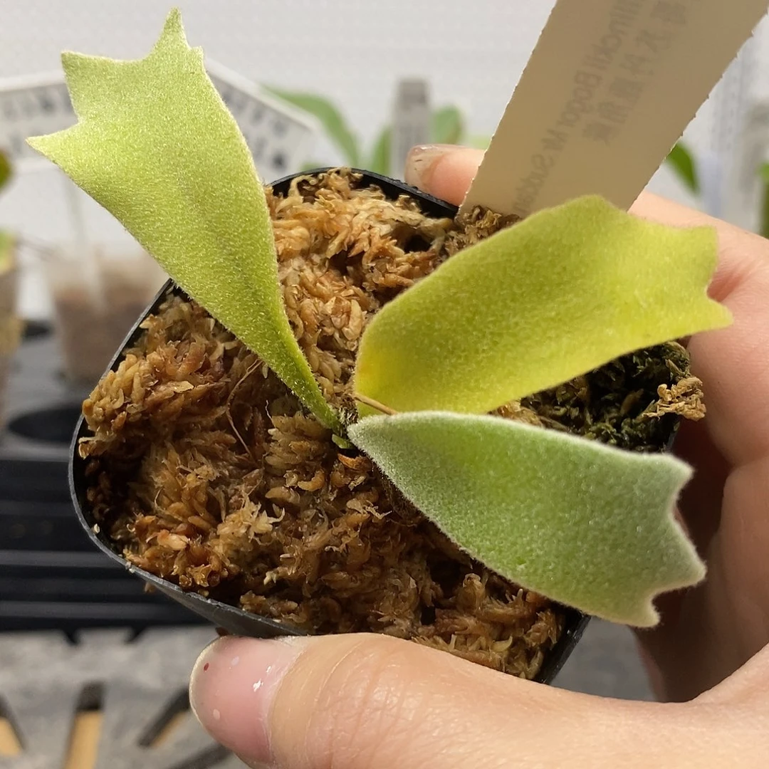 无花朵波哥苏丹鹿角蕨