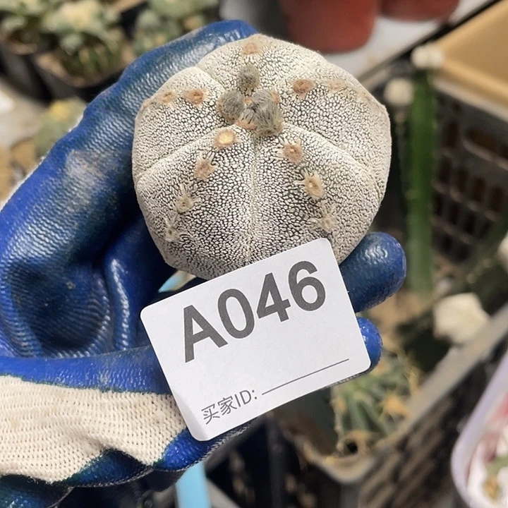 仙人球46号恩中一个