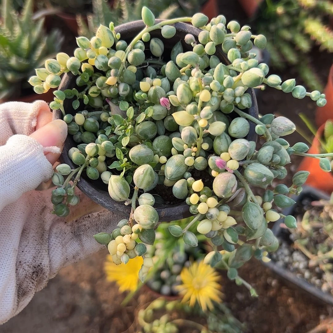 饿了呃呃呃呃呃呃呃呃