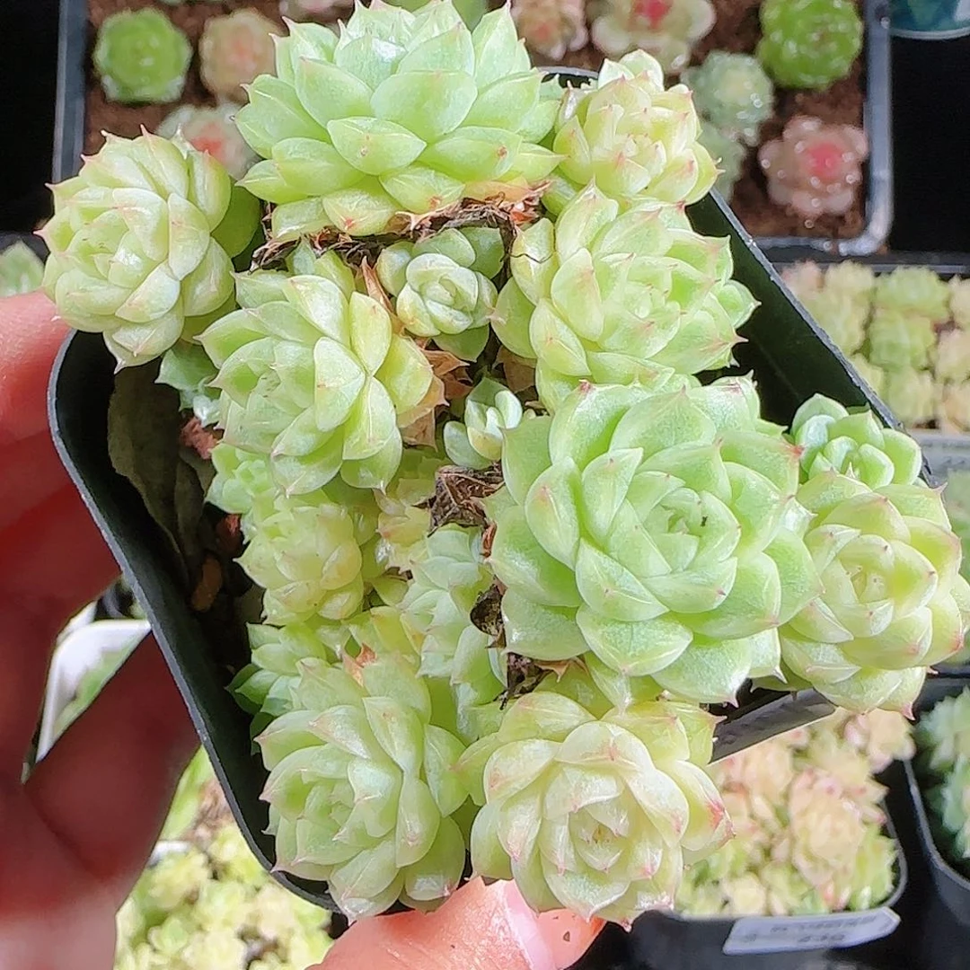 1025-240麦秆优选不包整