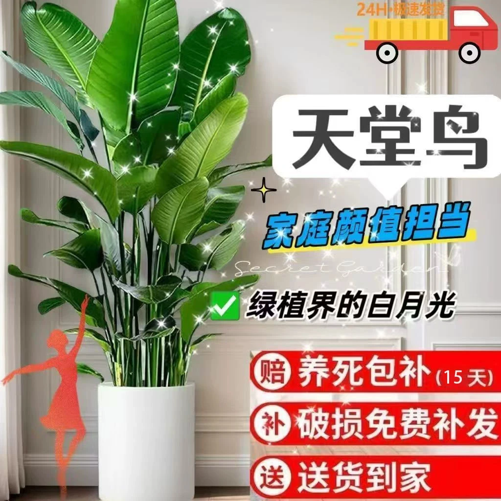 【送货上门】A级天堂鸟盆栽室内绿植净化空气好养活