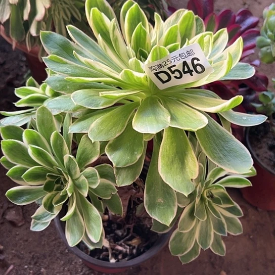 s**g一颗多肉法师植物