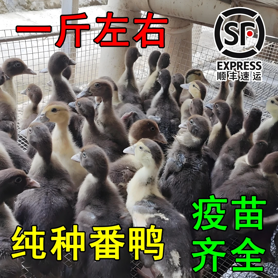（一斤左右脱温苗）宠物鸭红头番鸭黑花番顺丰包邮