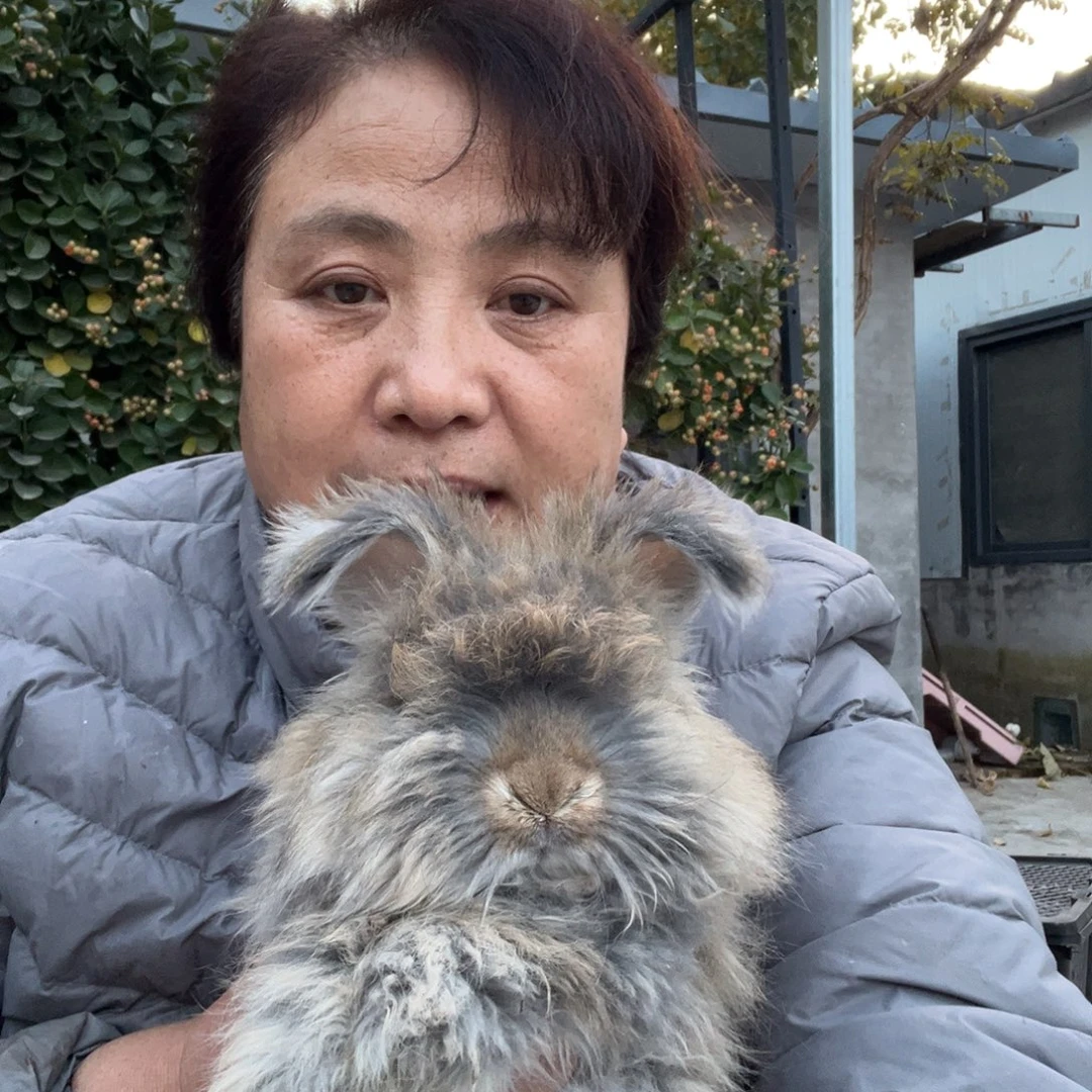 双血统英系安拉兔子