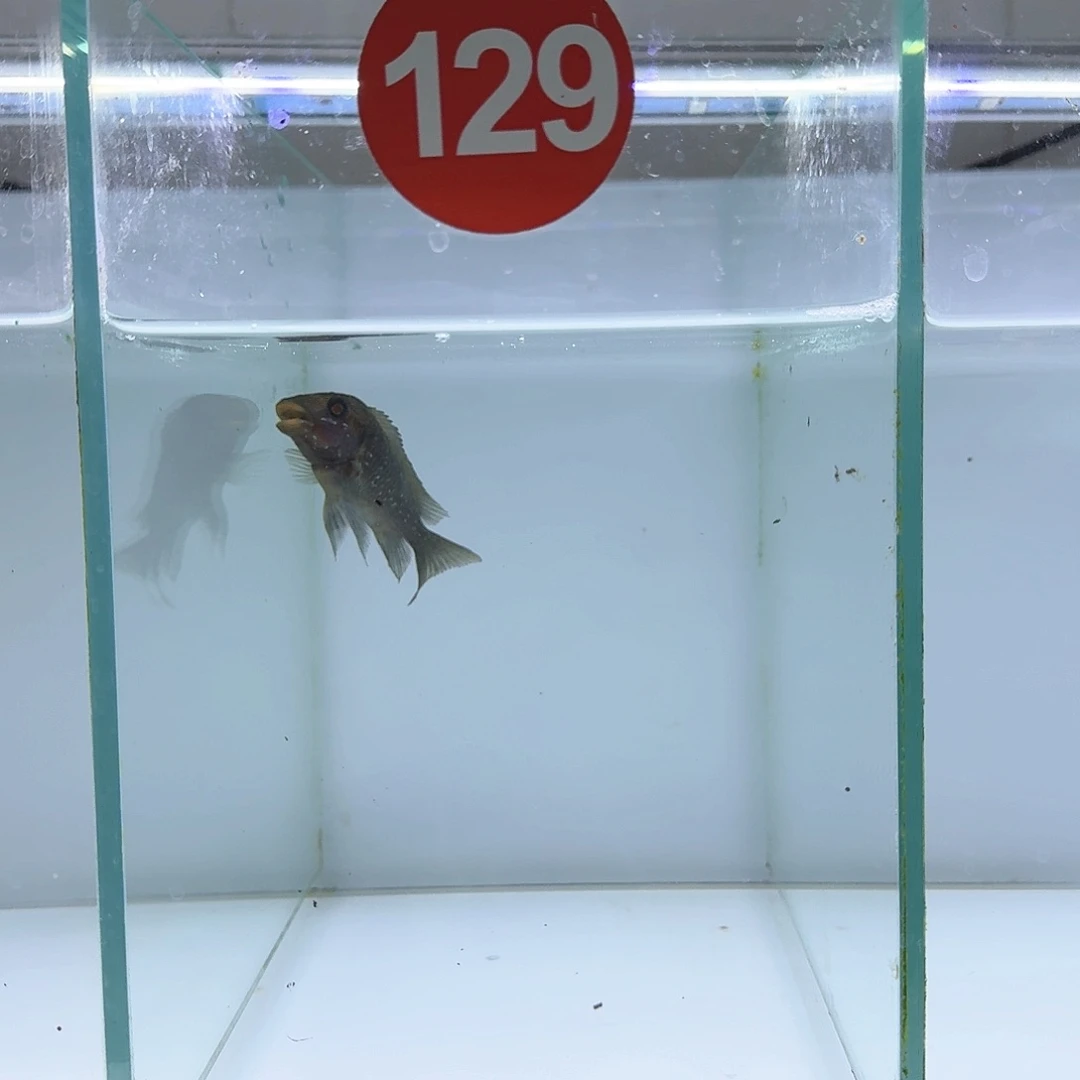 慈鲷三湖慈鲷三湖慈鲷