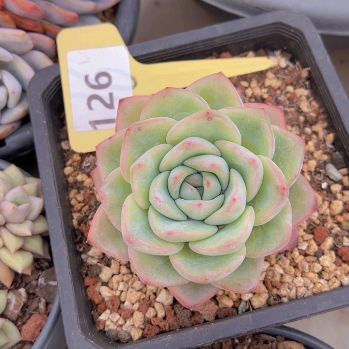 健健康康平平安安