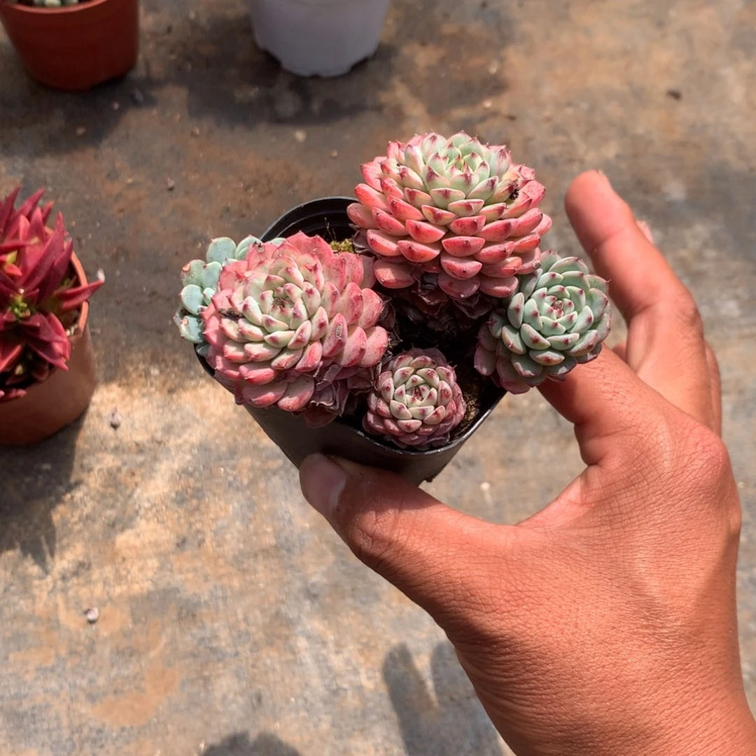 我的朋友在外面出差所以今天