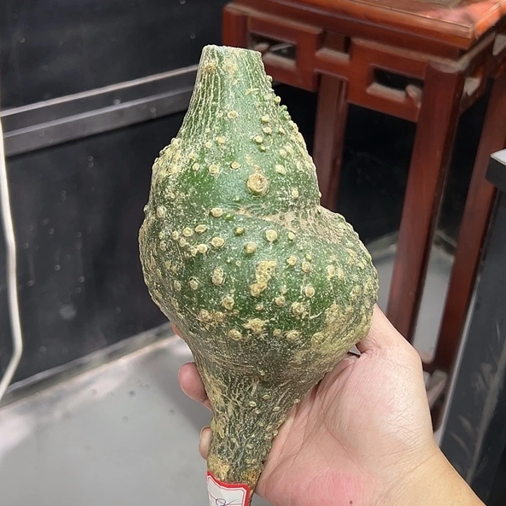 8球腺蔓11公分特价55666666