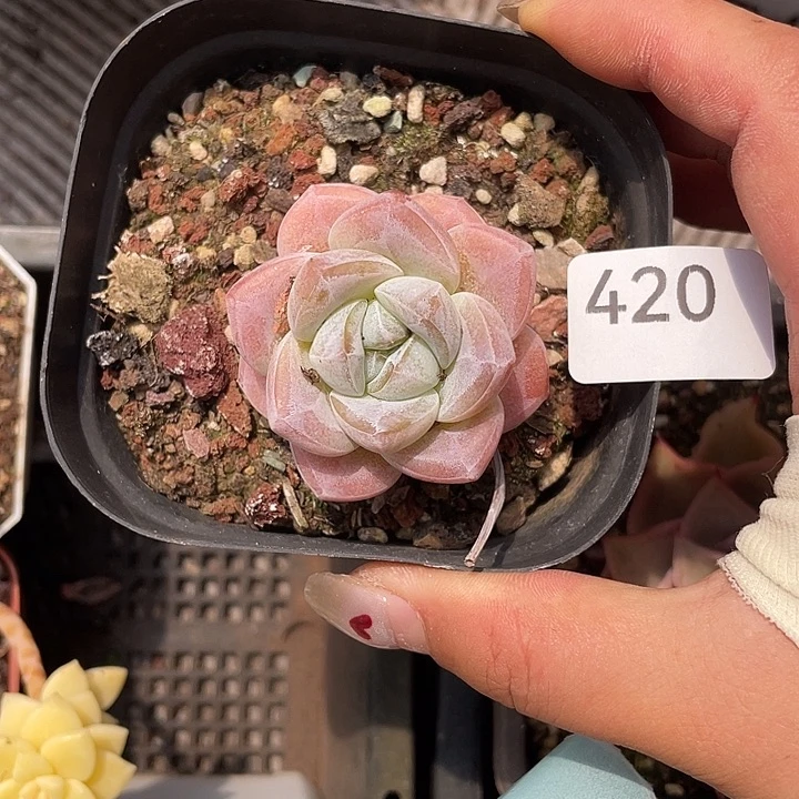 420。胖茶。