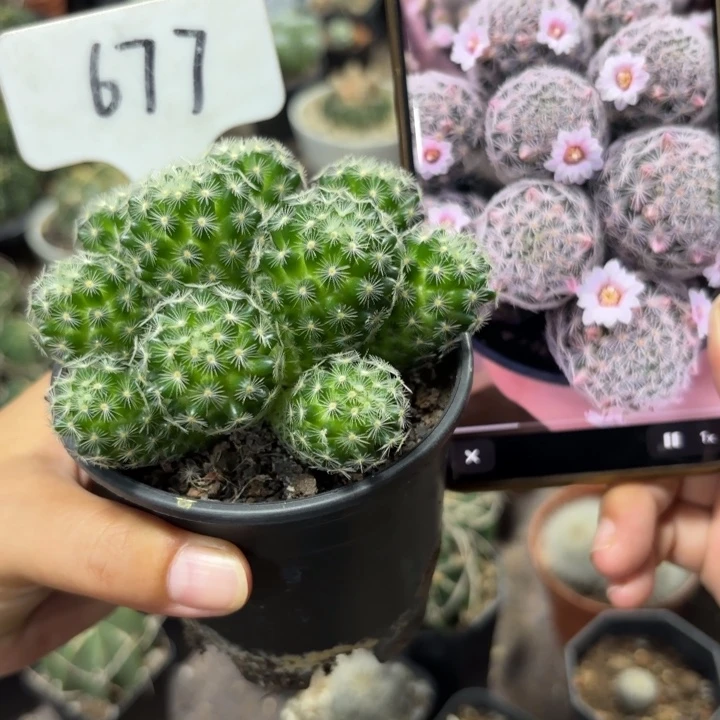 677群生实生吉赛尔好养