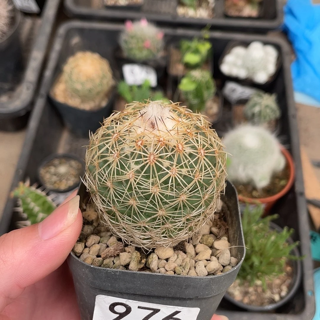 976儒衣（满18包邮）