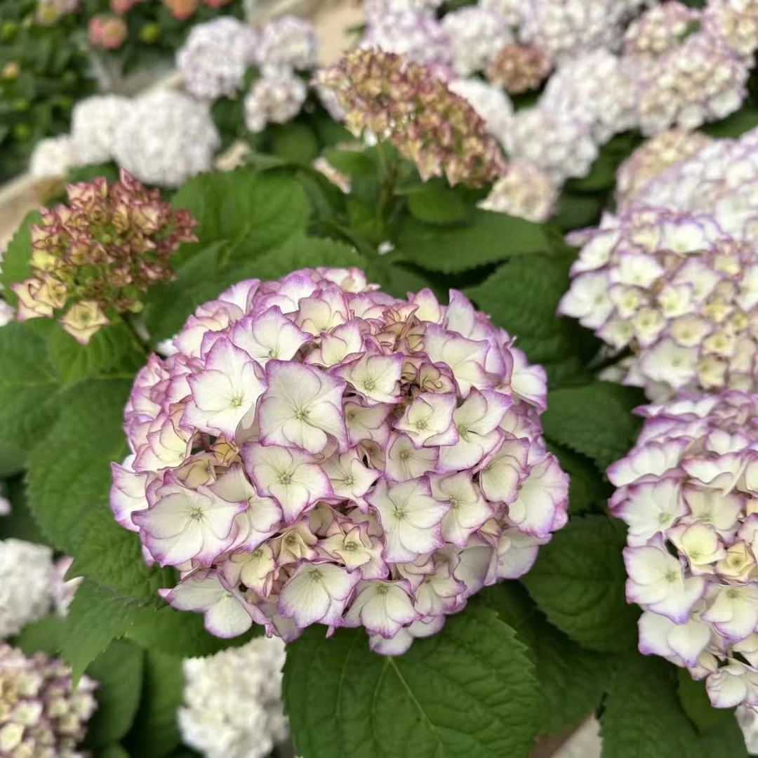 【阳春雪】绣球大花盆栽室内外花卉植物老桩开花绣球带花苞发货