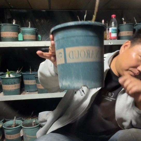 小***儿无花朵直播间福袋，盲盒白头苗